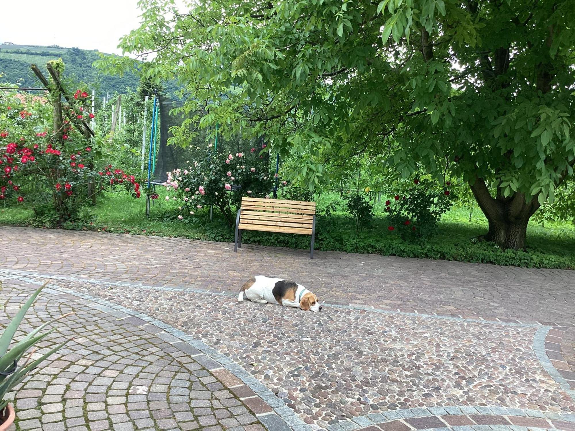 Bbmarlene Bed & Breakfast Bolzano Luaran gambar